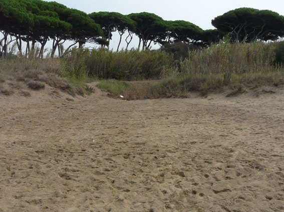 I fossi e lo stagno di Baratti (Piombino - LI)